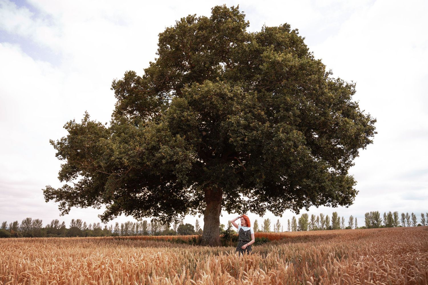 A large solitary oak tree stands majestically in a golden wheat field under a cloudy sky.