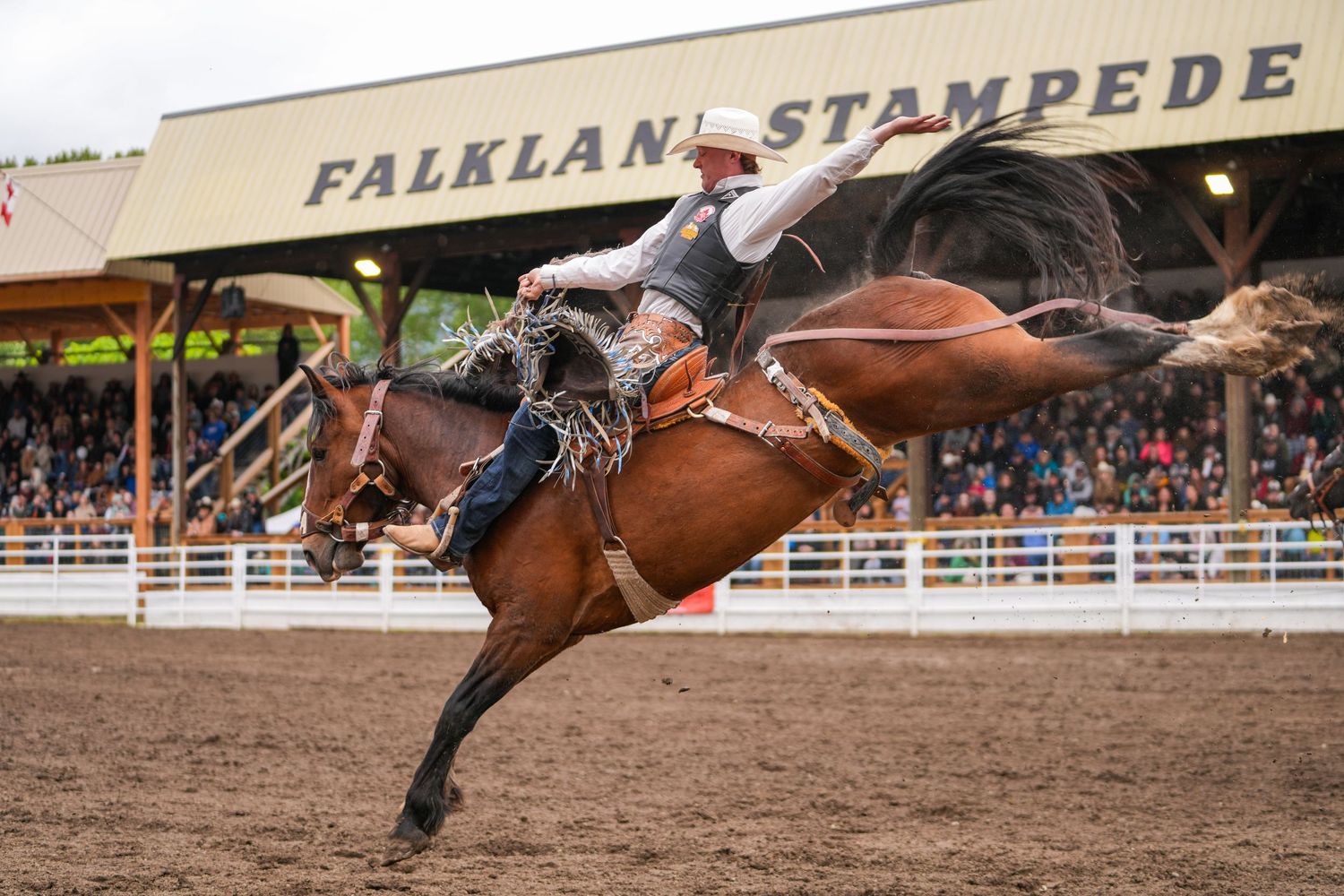 Falkland Stampede