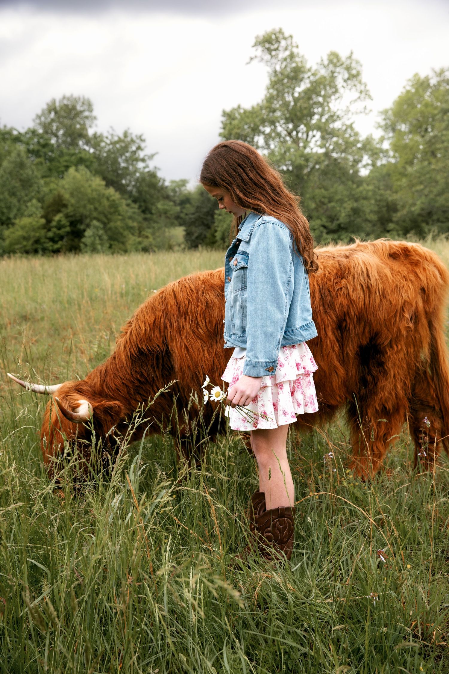 Highland cow photography