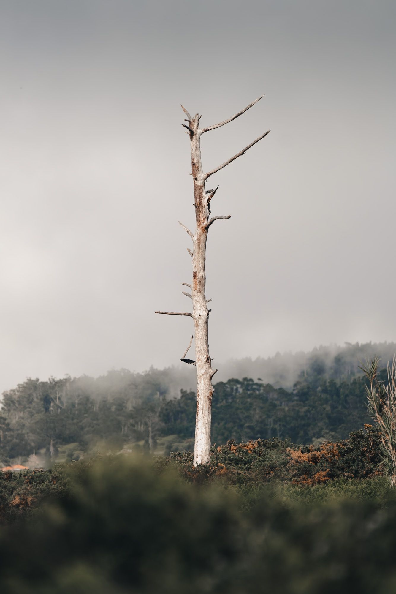 tronc d'arbre mort seul au pico ruivo à Madère