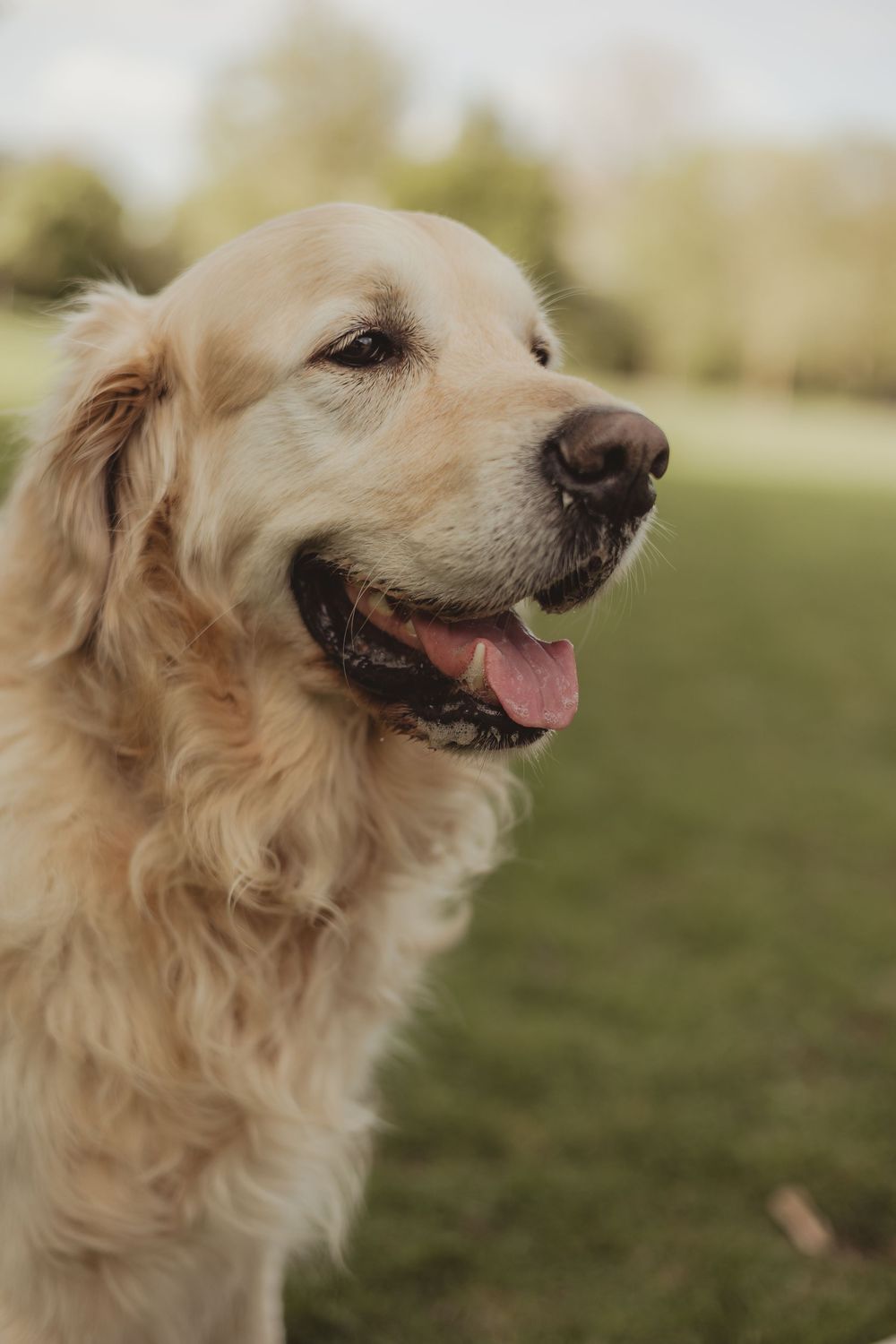 golden retriever dog
