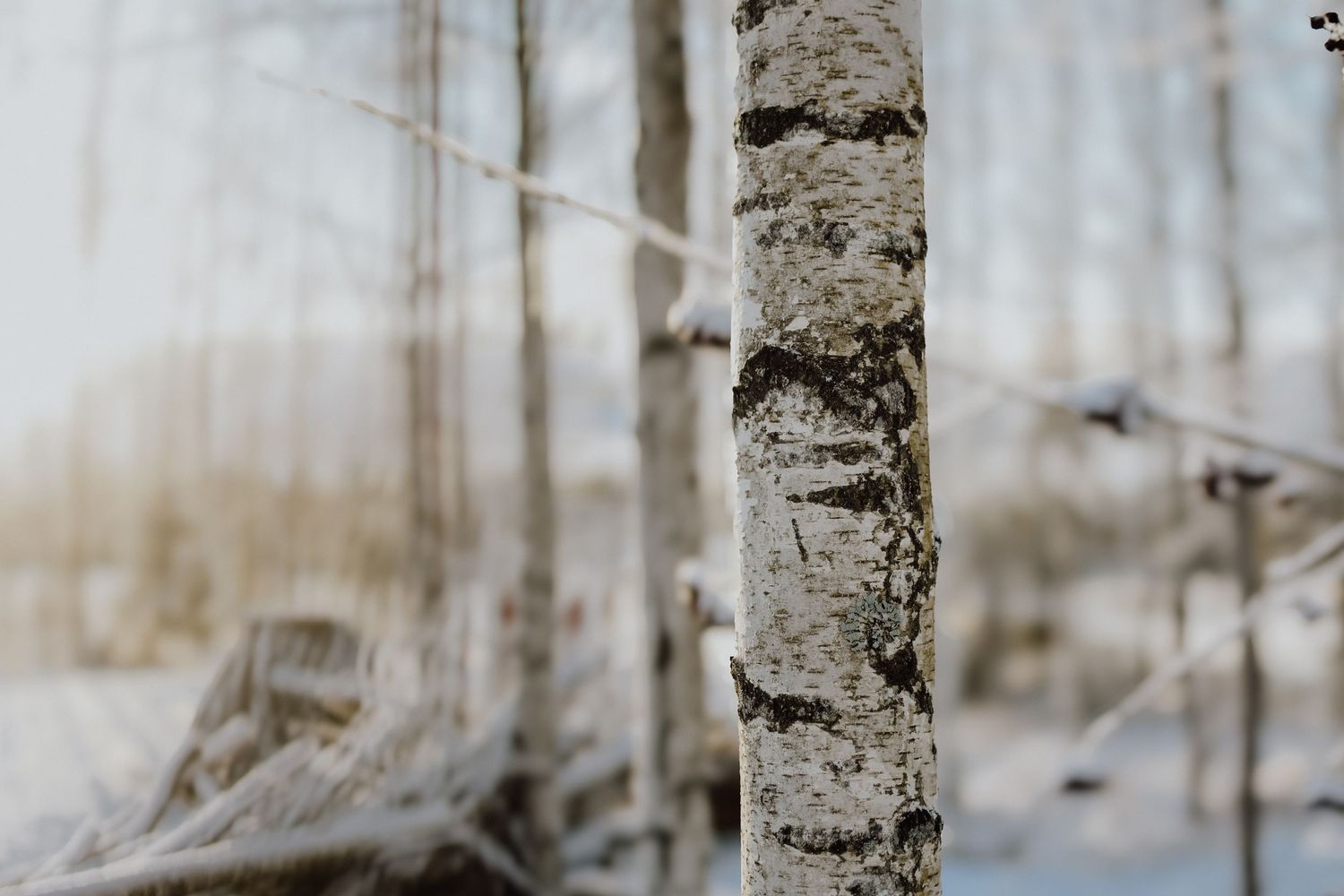 White birch tree trunks stand in a snowy winter forest with soft bokeh background effect.