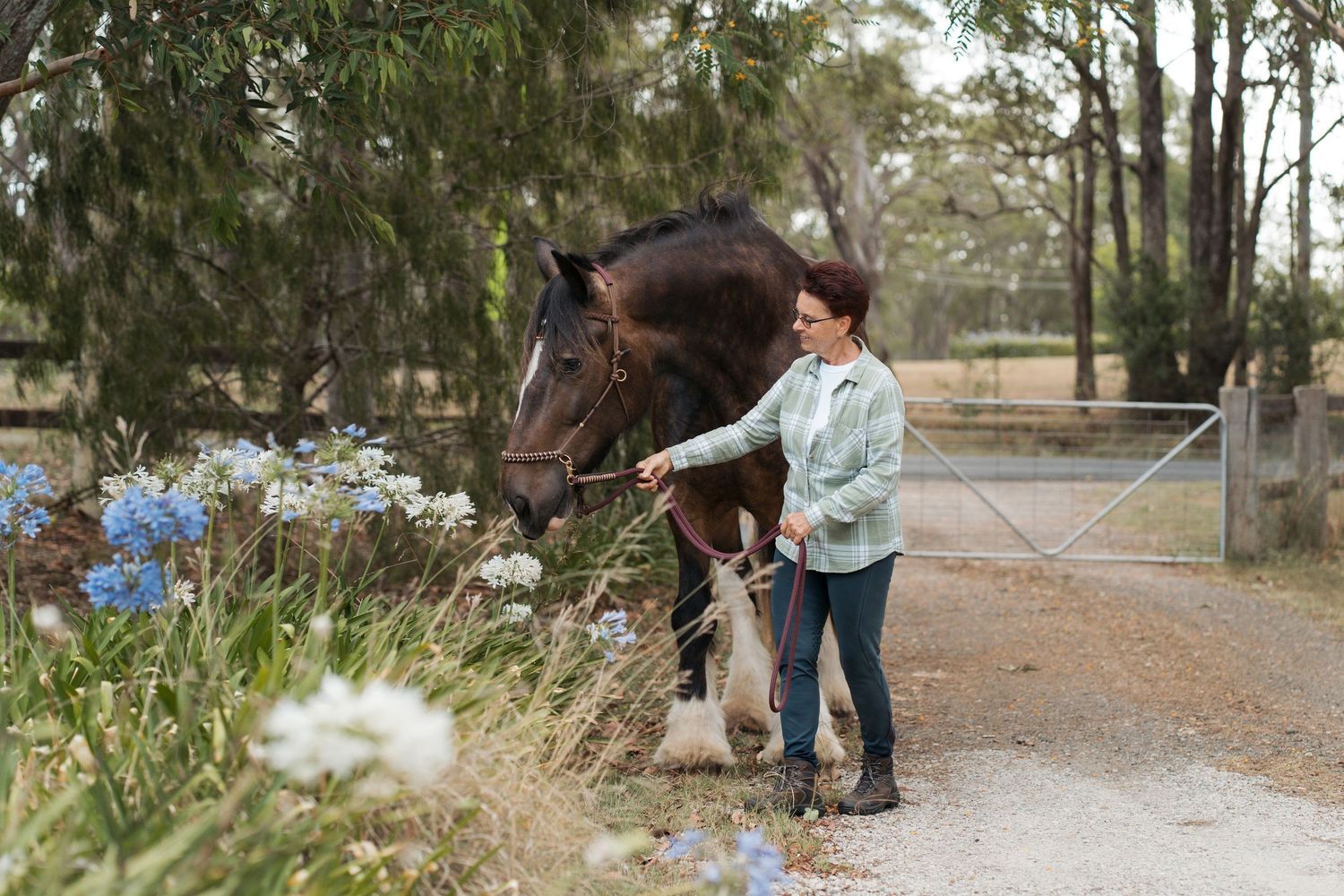 woman leading a shire horse on a driveway next to blue and white flowers during a photoshoot with horse in Sydney