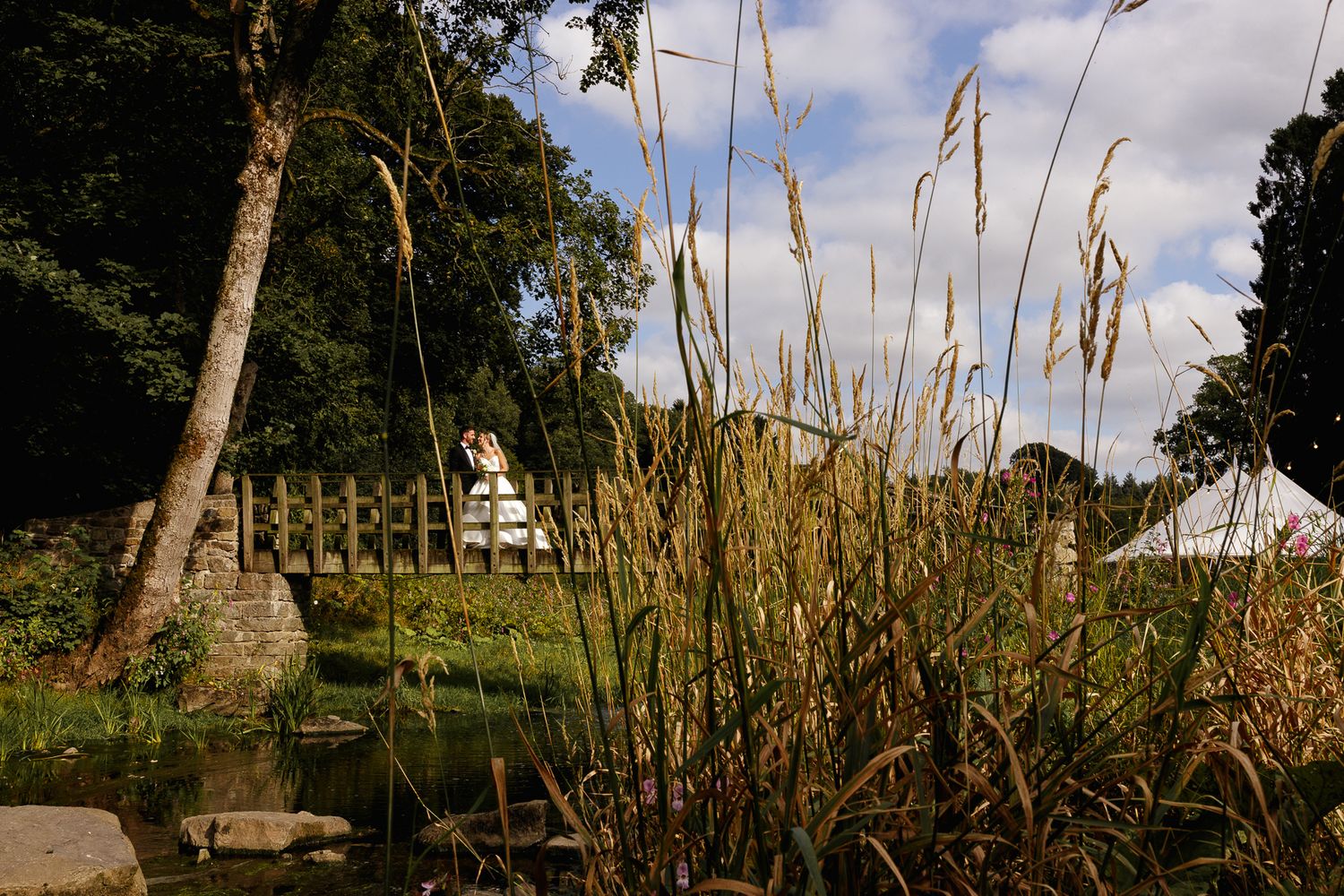 Tall grass and reeds silhouetted against blue sky with trees in background.
