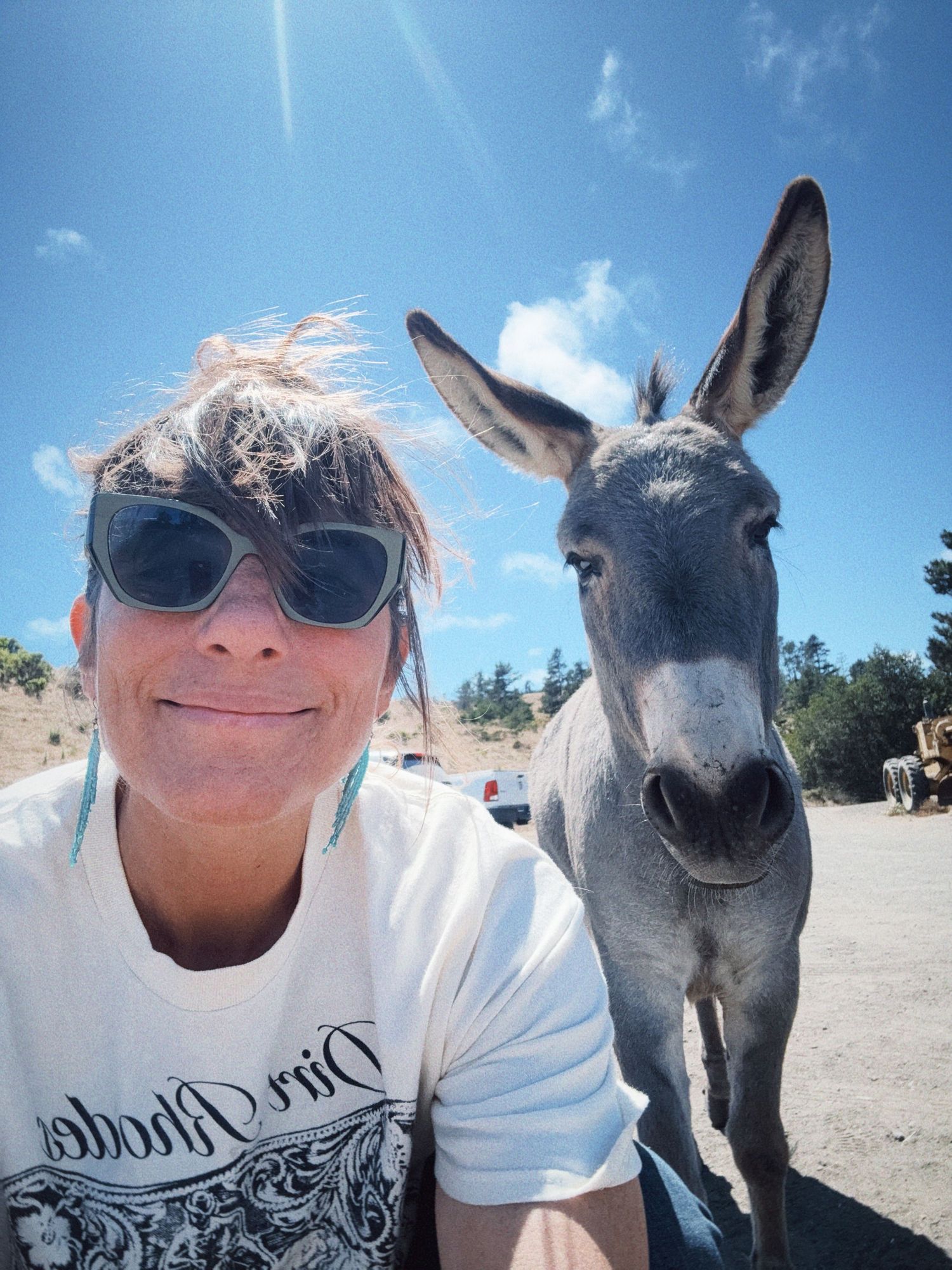 A series of selfie photos showing a person and a donkey posing together outdoors against a bright blue sky.