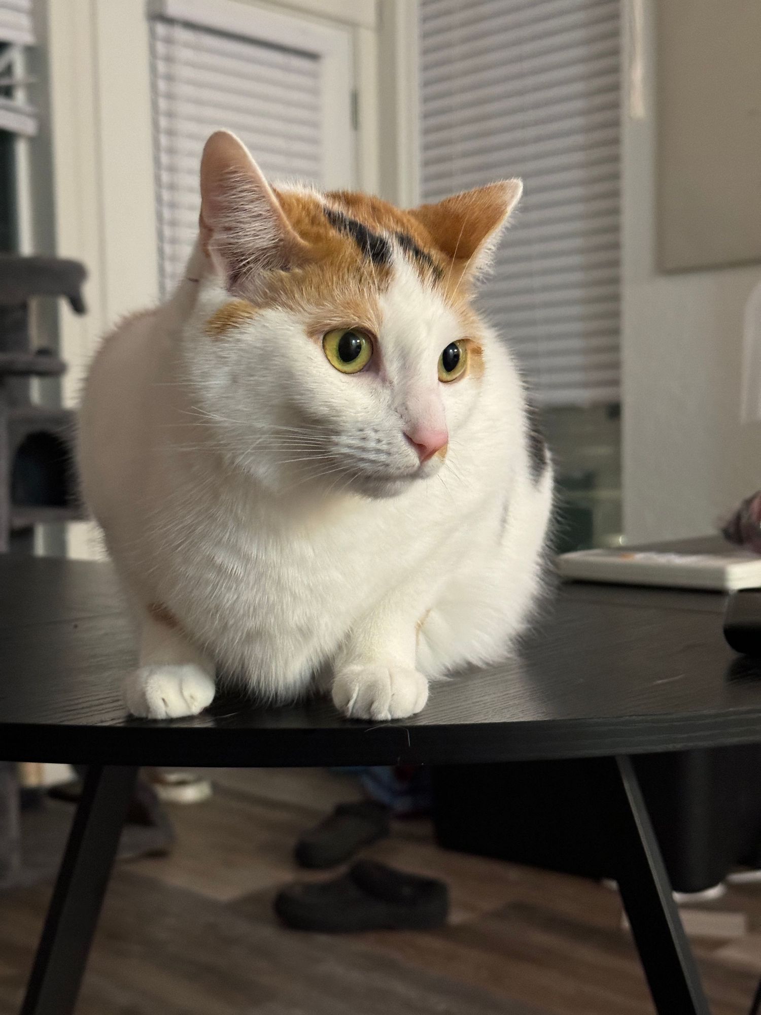 A white and orange calico cat lounges on a dark table surface while gazing at something in the distance.