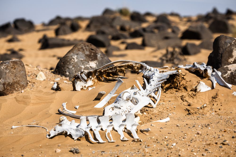 Animal bones and skeletal remains scattered across dry desert sand in a natural decomposition pattern.