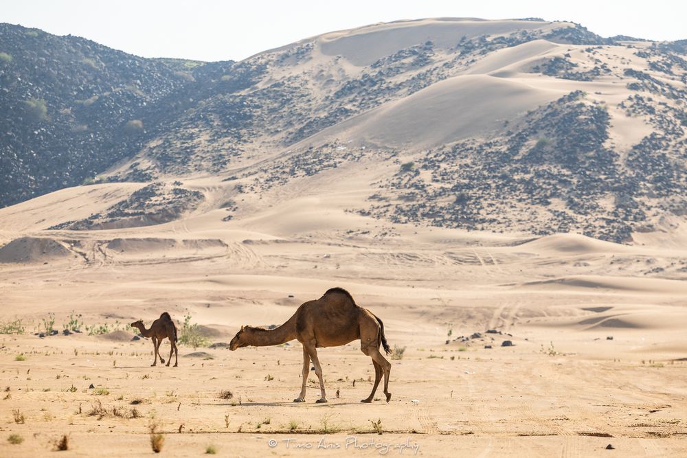 A sequence of panoramic images showing camels walking across a vast desert landscape with rolling hills in the background.