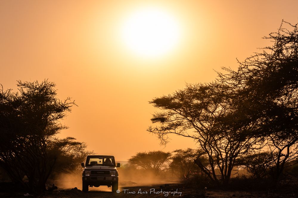 Safari vehicle drives through dusty savanna landscape at golden sunset with acacia trees silhouetted against orange sky.