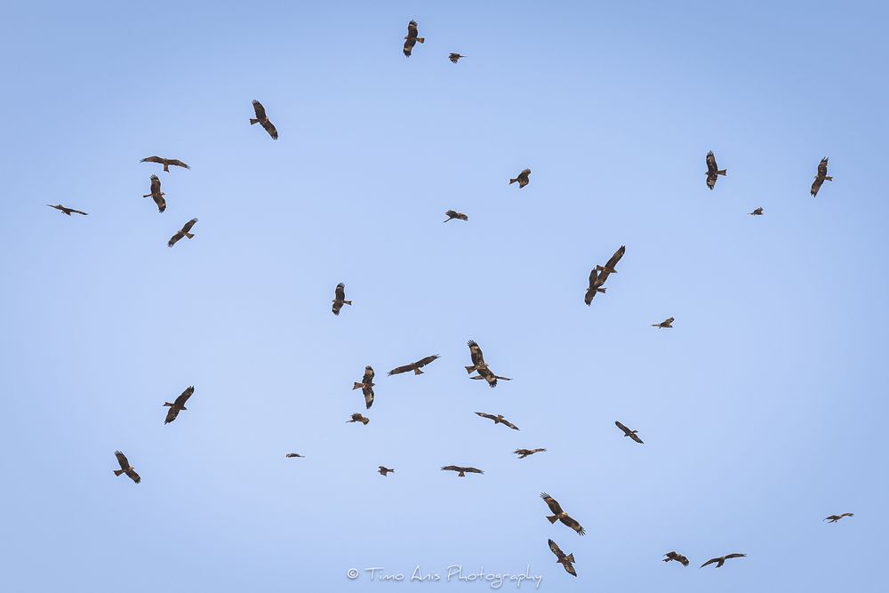 A flock of birds soaring in a bright blue sky with their wings spread wide against the sunlight.