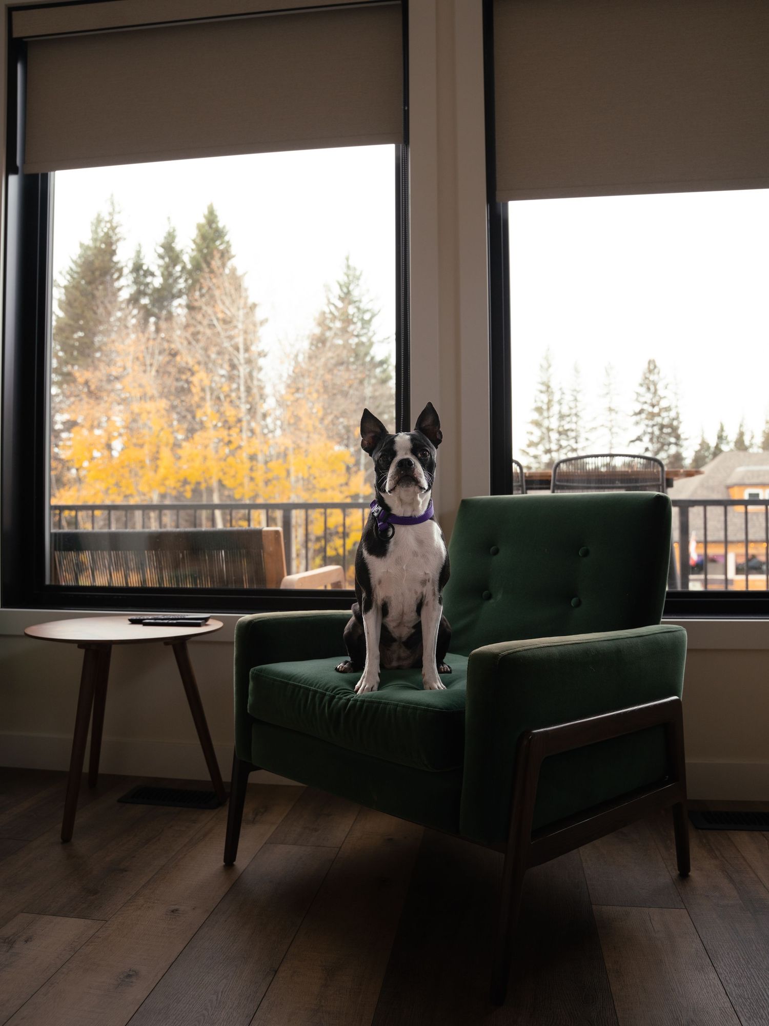 Boston terrier sits attentively on a green velvet armchair near window with autumn trees in background.