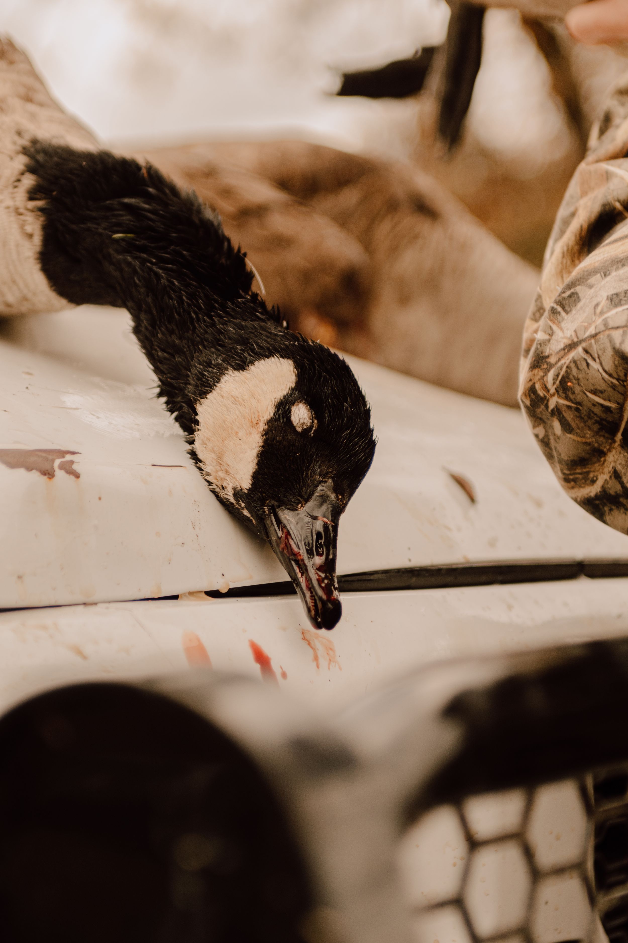 Close-up view of a black and white duck's head and neck with textured feathers in sepia tones.