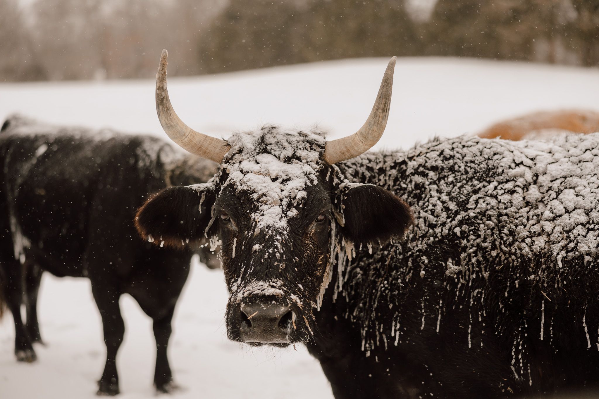 A panoramic view of American bison standing in a snowy winter landscape with frost-covered horns.