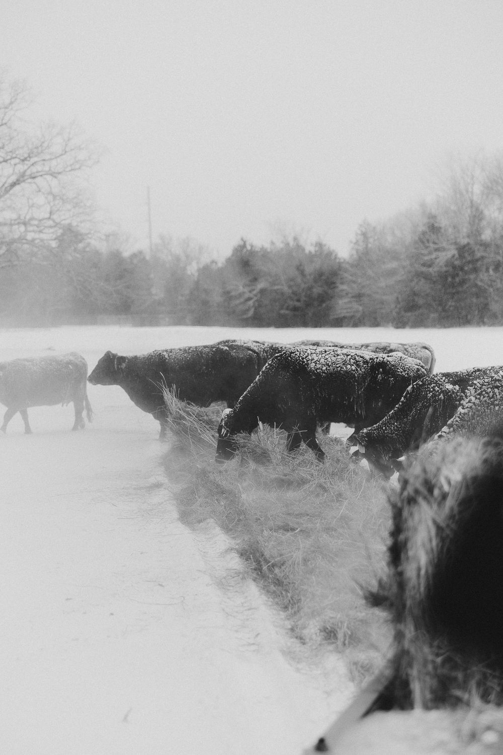 A black and white winter landscape photograph shows a snow-covered field with dark trees in misty conditions.