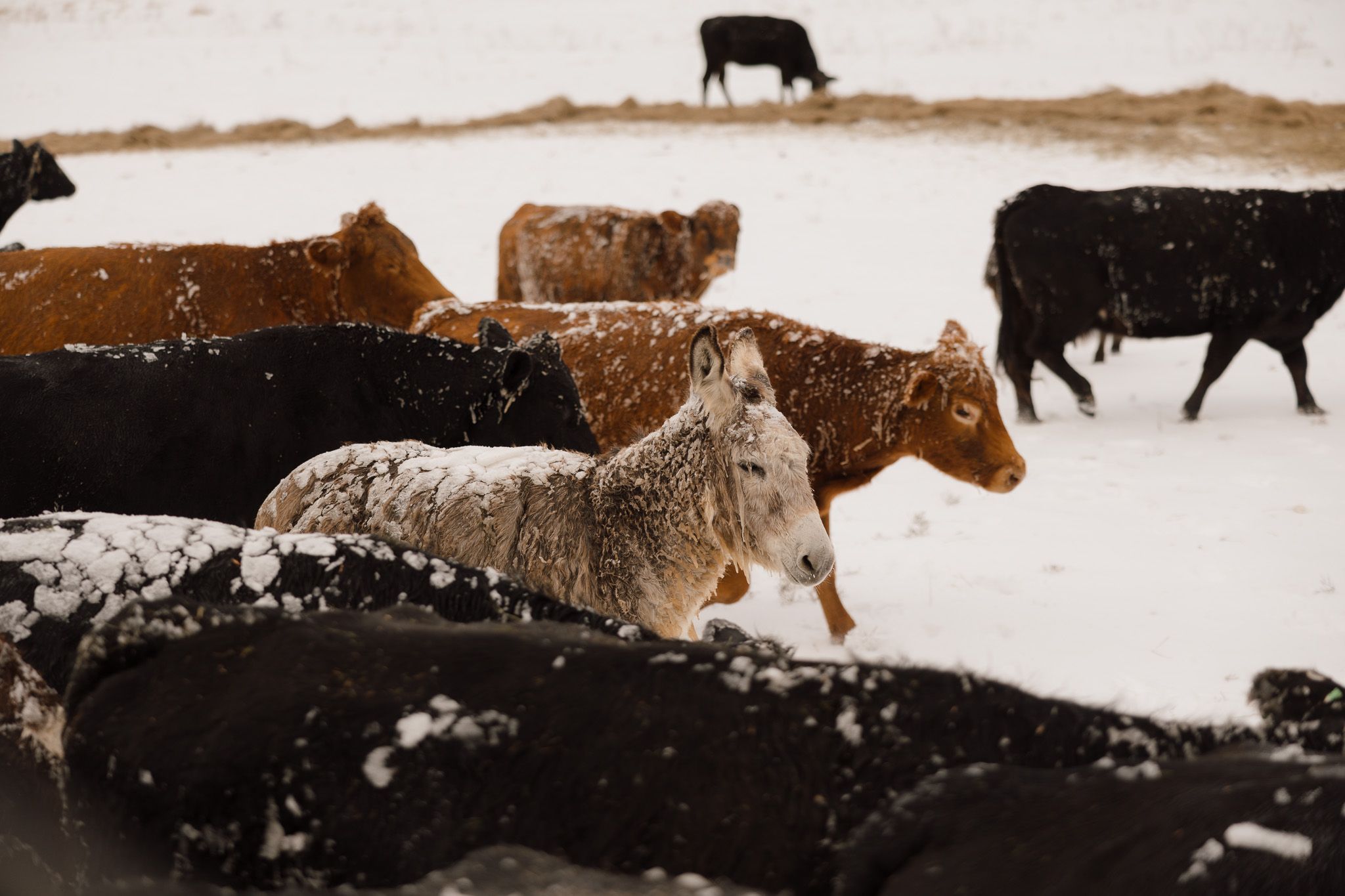 A black cow stands silhouetted against a snowy winter landscape at dusk.
