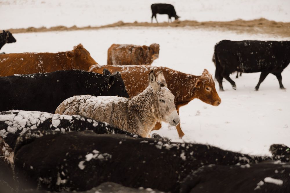 A black cow stands silhouetted against a snowy winter landscape at dusk.