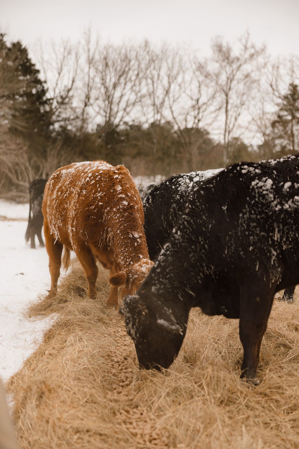 Brown and black cattle graze together on dry winter hay in a snowy field during cold weather.