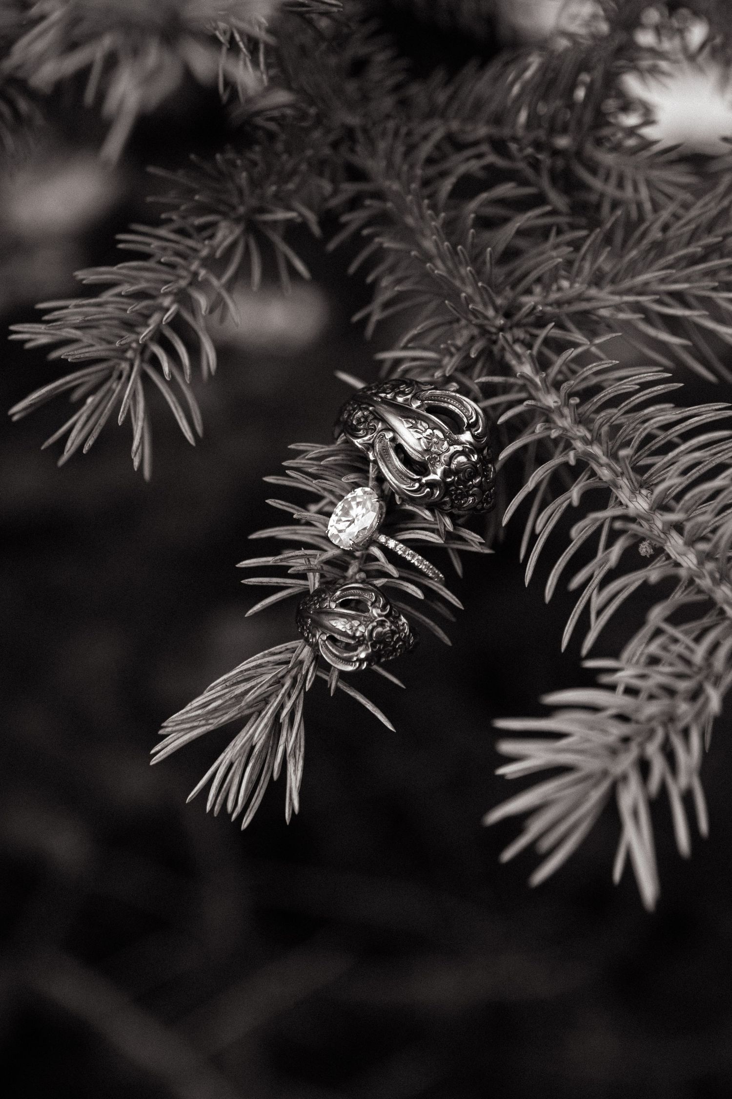 Rings on pine branch