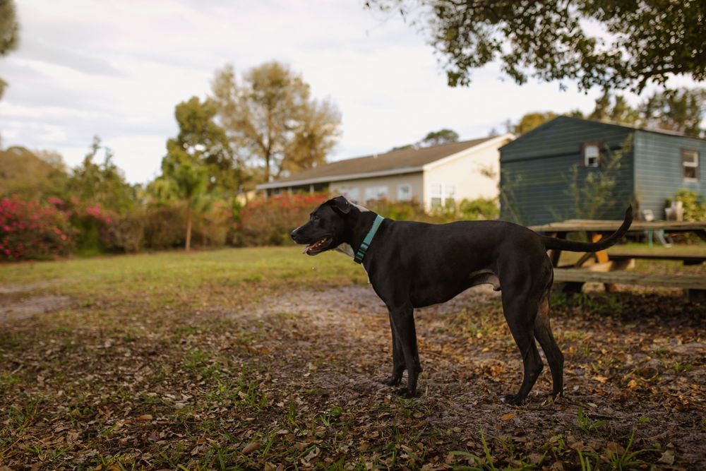 Black dog stands alertly in autumn yard with fallen leaves and picnic table in background during golden hour.