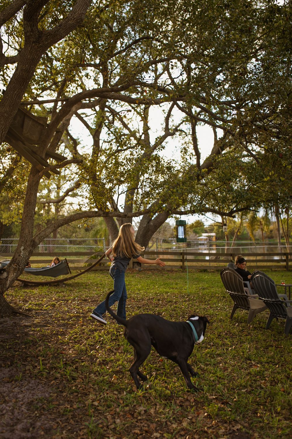 A peaceful afternoon scene in a park with a black dog and trees casting long shadows on the grass.