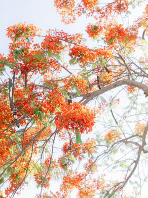 royal poinciana tree