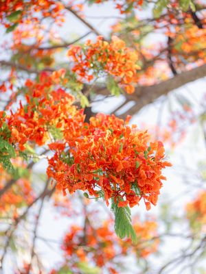 royal poinciana flowers in bloom
