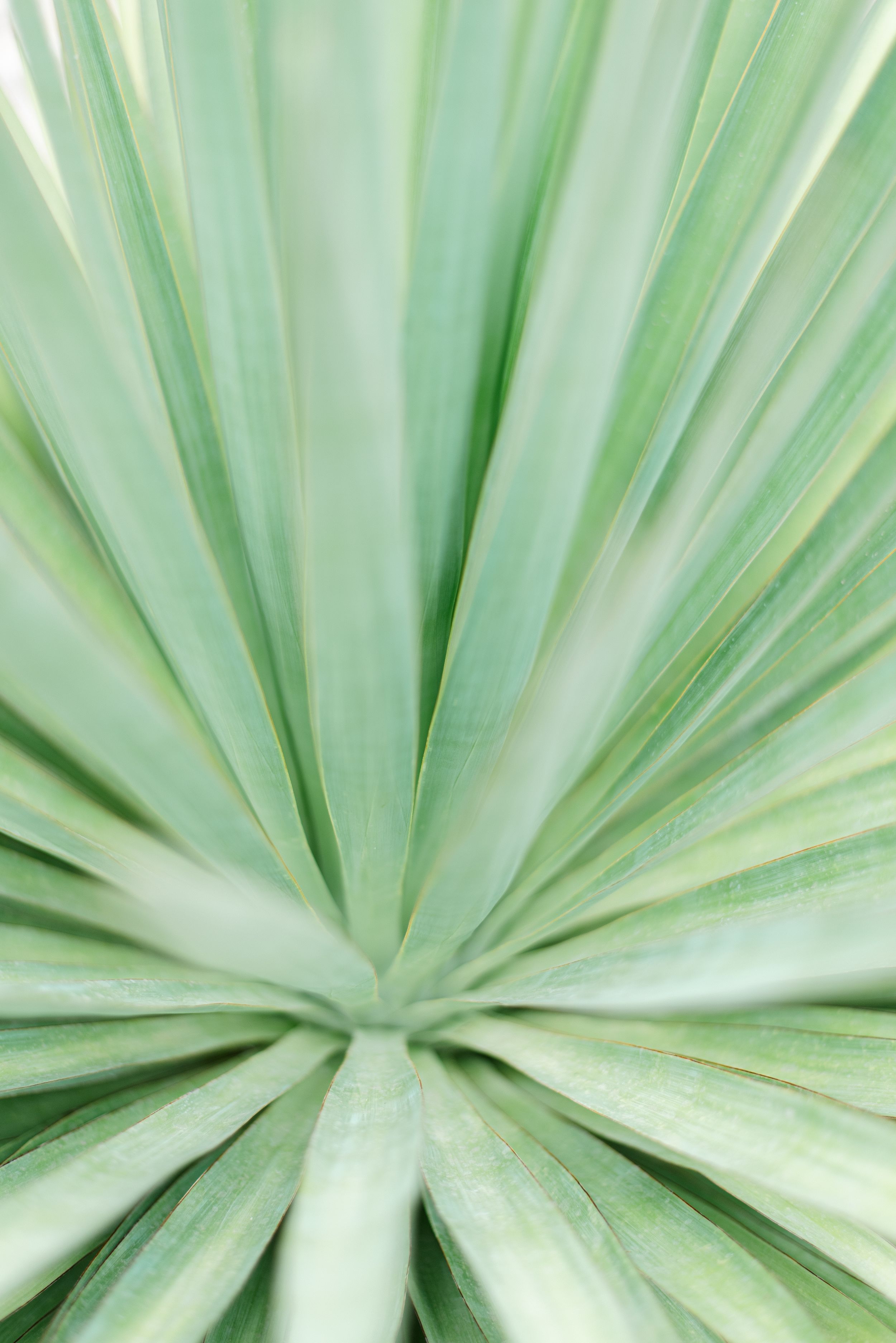 agave plant close-up
