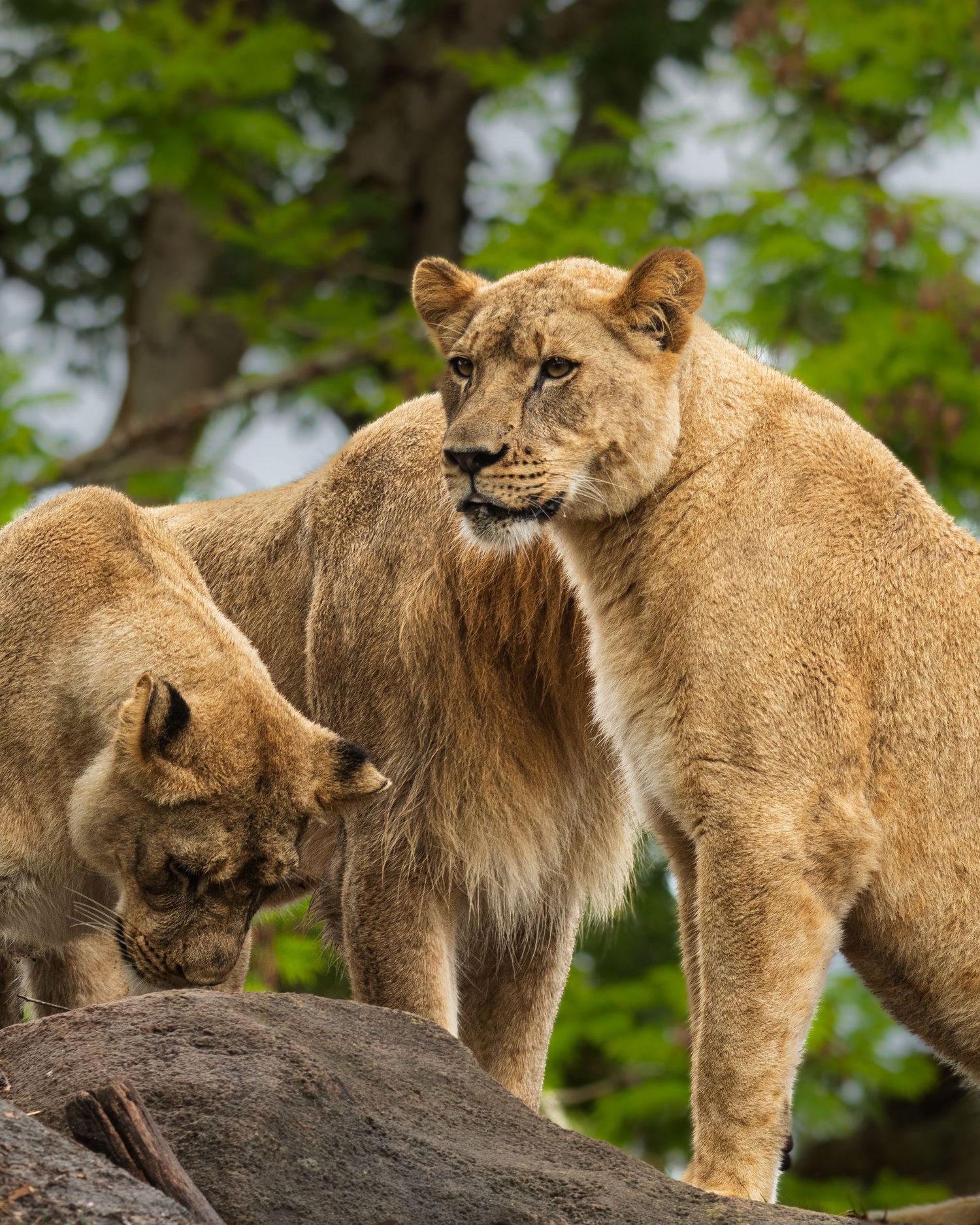 Two majestic lionesses standing on rocks in a natural habitat with green foliage in background.