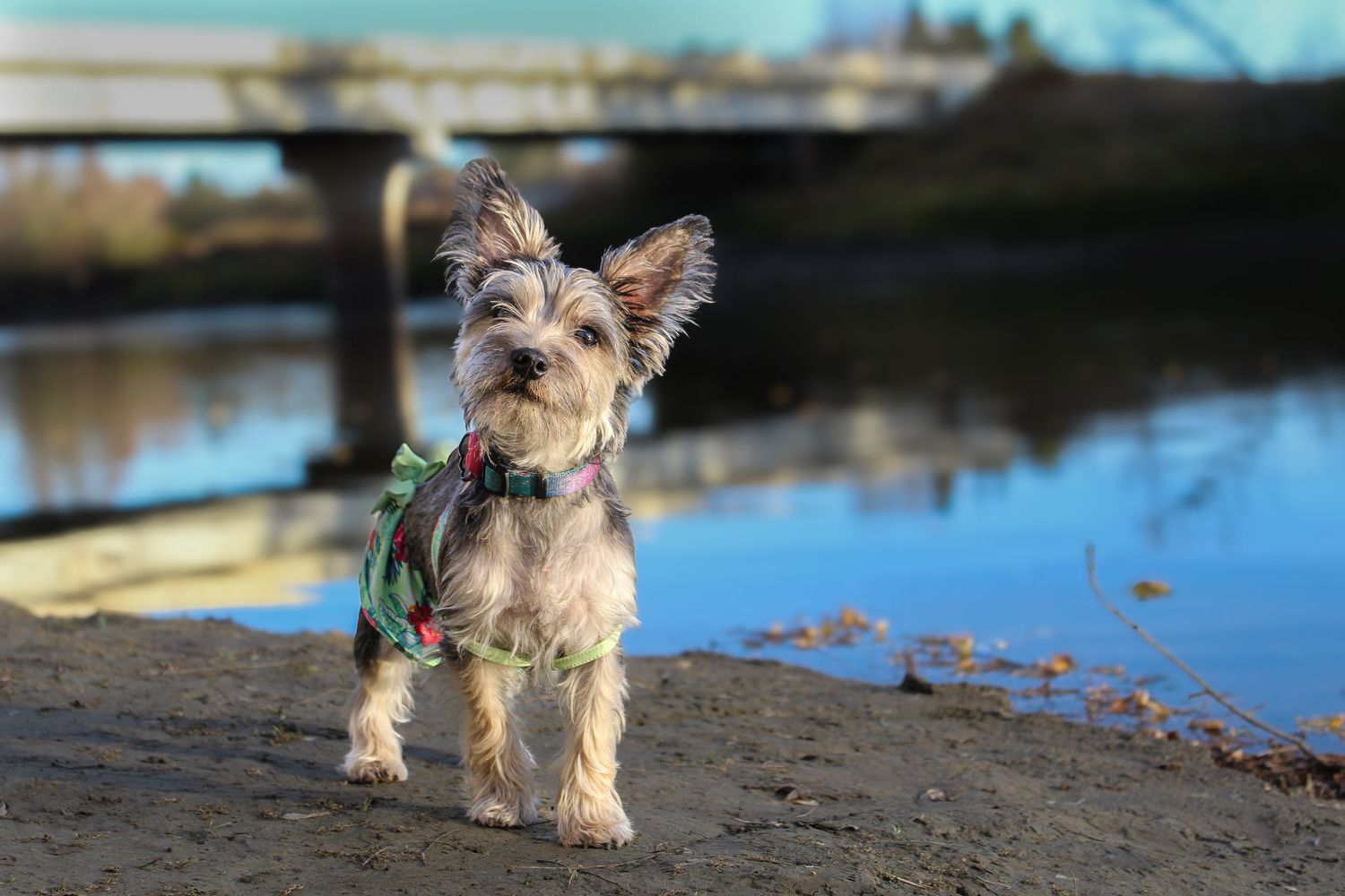 A small Yorkshire Terrier wearing a colorful outfit standing near a river with a bridge.