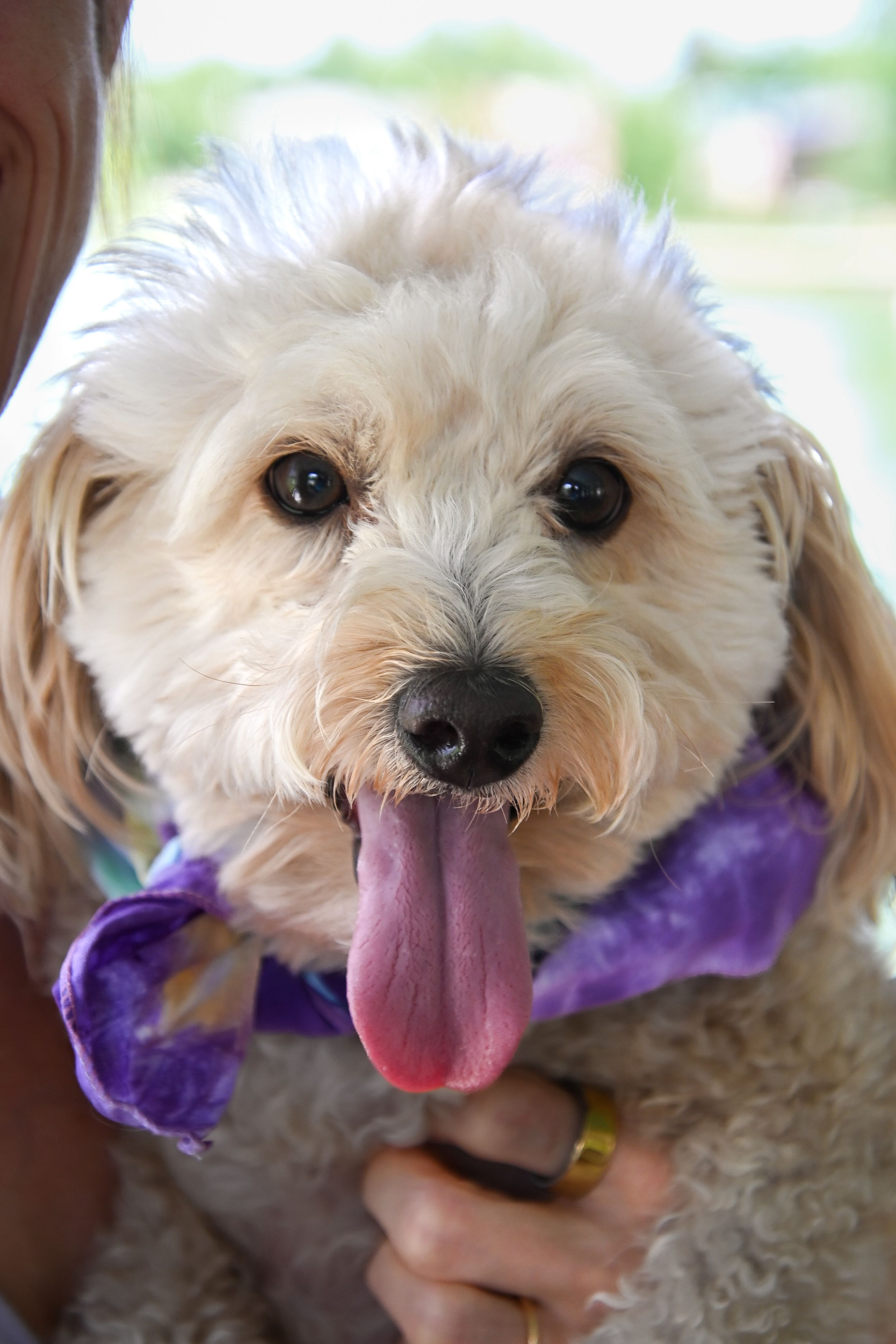 A happy white fluffy dog wearing a purple bow tie sticks out its tongue while being held by someone.