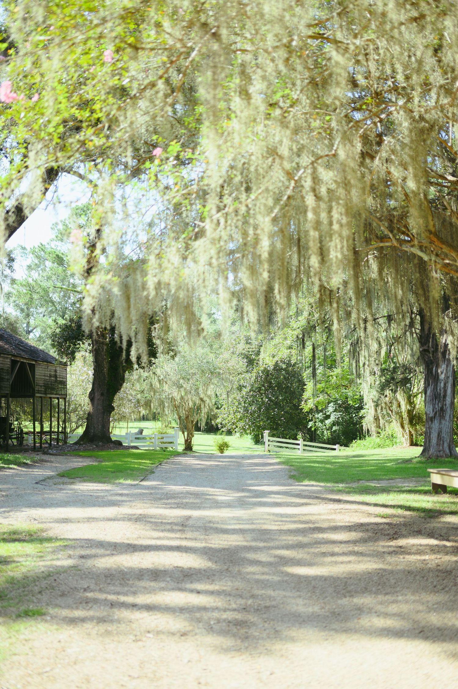 Spanish moss drapes over path through Southern landscape with white fence.