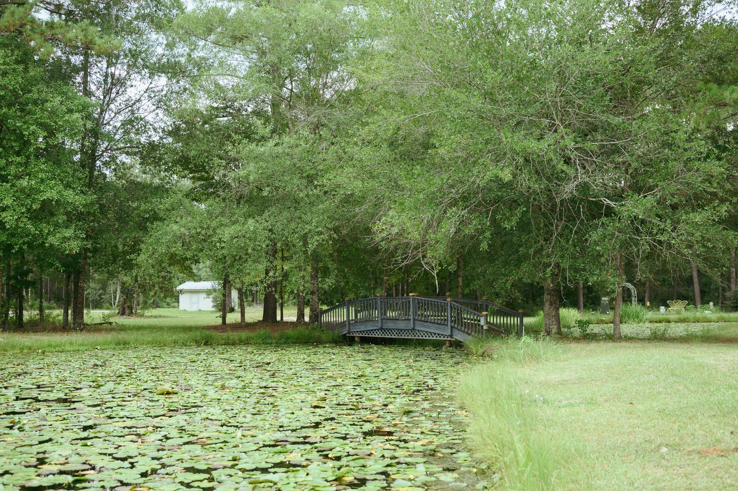 A wooden footbridge crosses over a serene lily pad-covered pond surrounded by lush green trees.