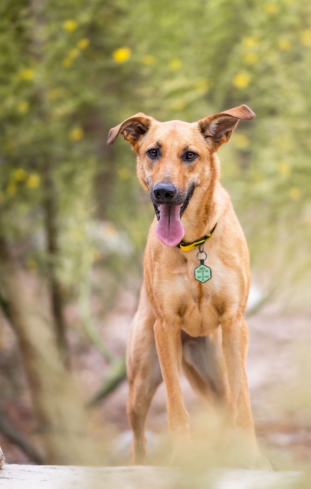 A tan mixed-breed dog with perky ears and a yellow collar stands attentively in a blurred outdoor setting.