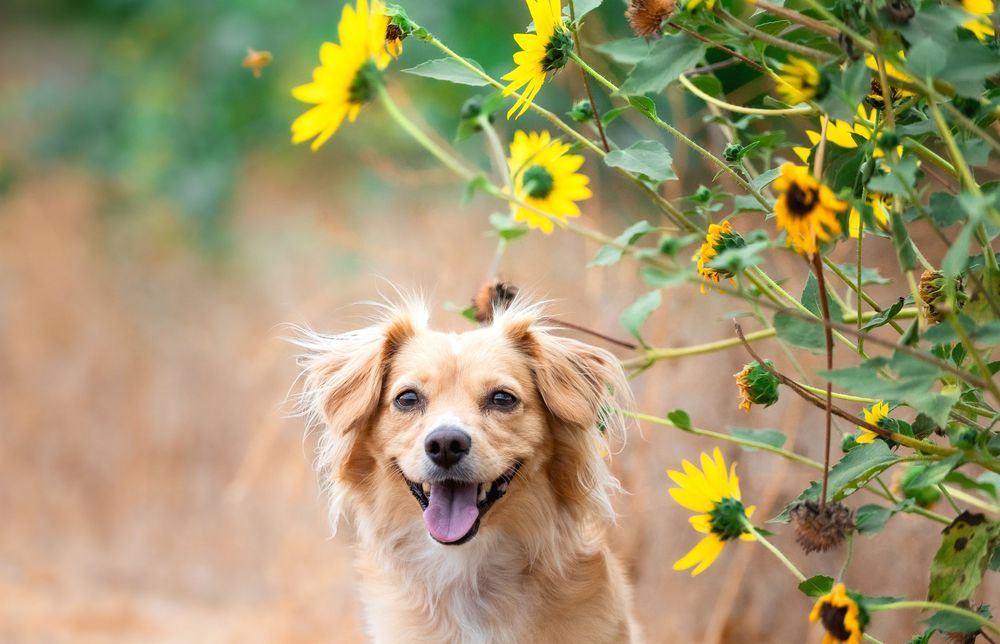 Happy dog playing among bright yellow sunflowers in a garden on a sunny summer day.