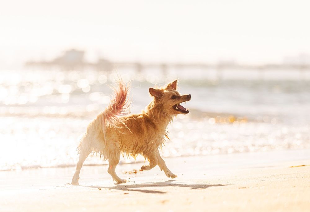 Golden retriever dog running and playing joyfully on a sunny beach with waves in the background.
