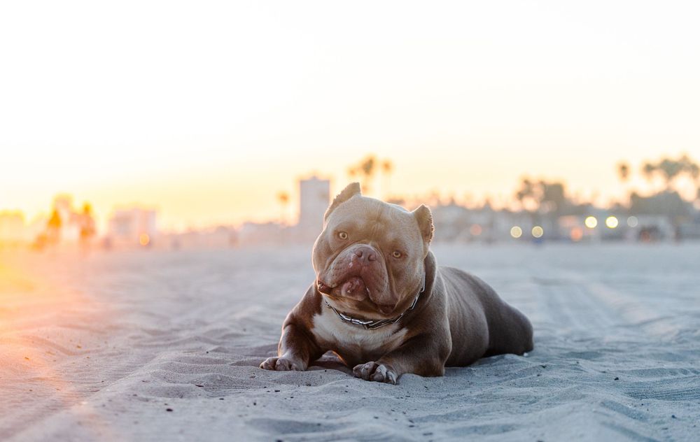 A brown Labrador puppy plays and runs joyfully along a sandy beach at sunset.