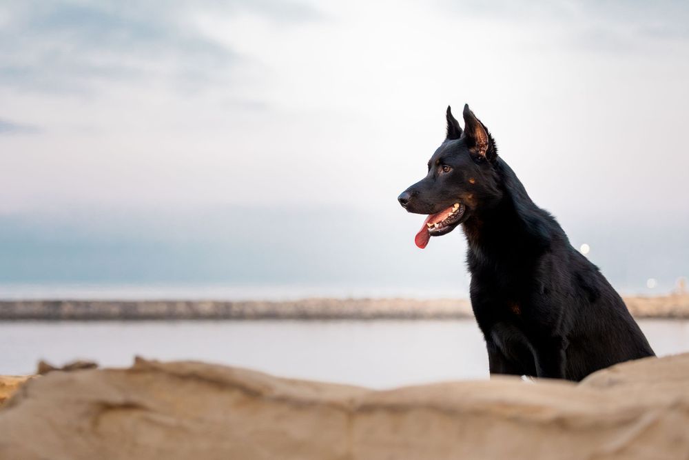 Black dog with tongue out sitting on sandy beach with calm water and cloudy sky in background.