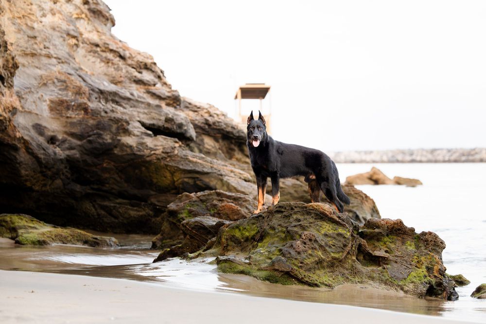Black Doberman dog standing on rocky coastal boulders by the ocean, alert and poised against a sandy cliff backdrop.