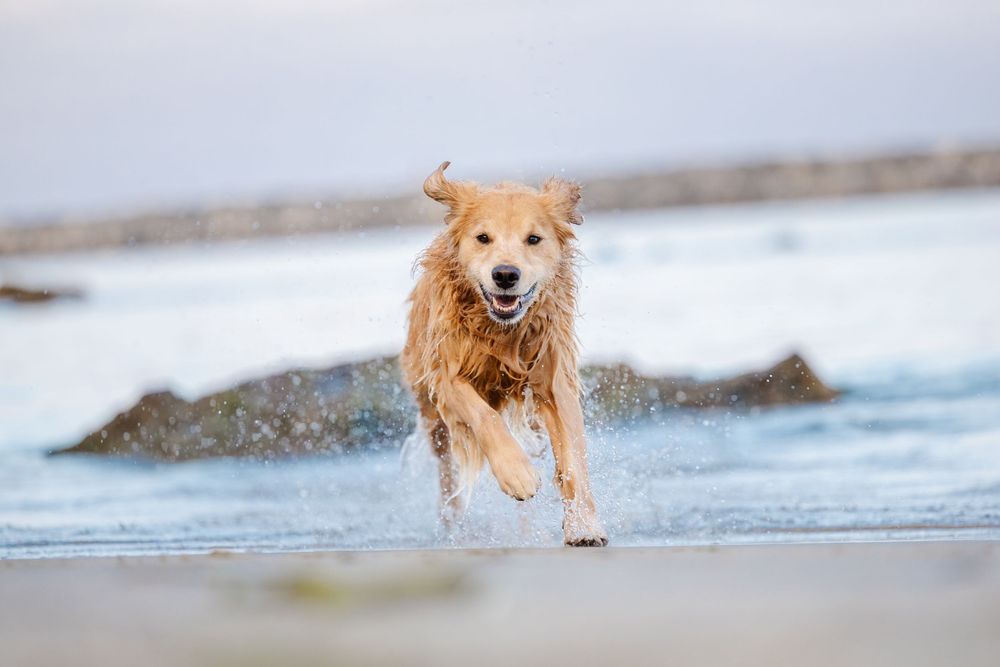 A golden retriever dog joyfully running through shallow ocean waves on a sandy beach, splashing water.