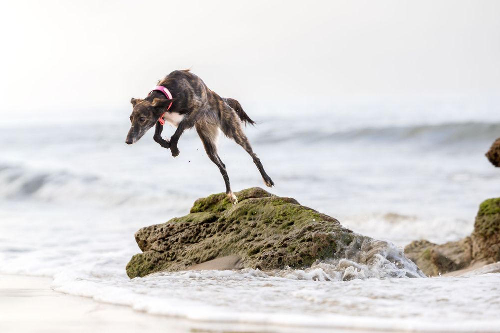 A sleek greyhound dog leaping off a mossy rock at the beach with ocean waves in the background.