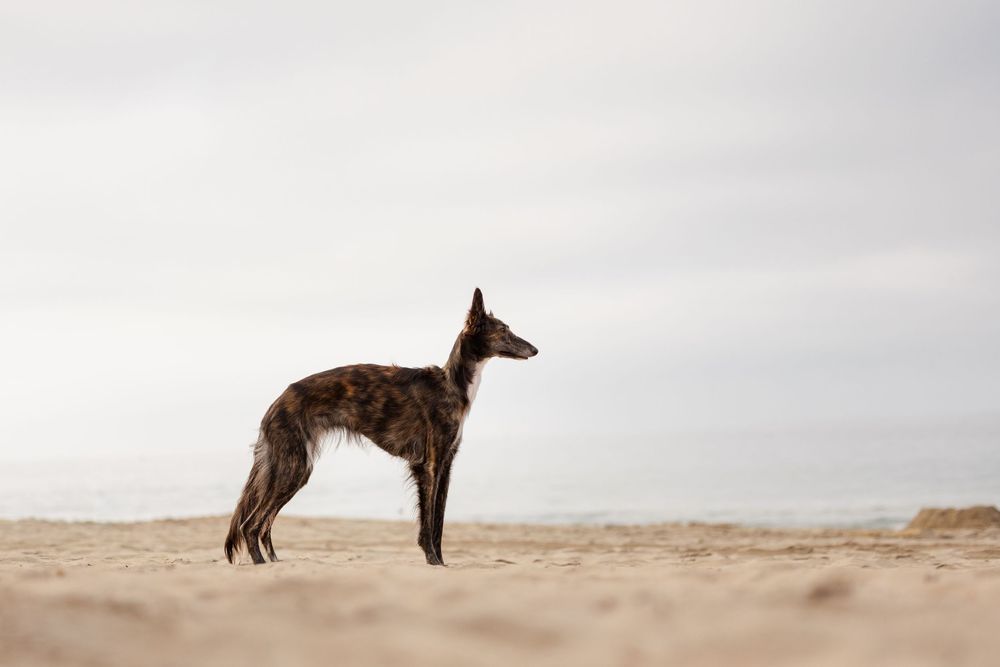 A brindle greyhound dog stands alert on a sandy beach under an overcast sky.