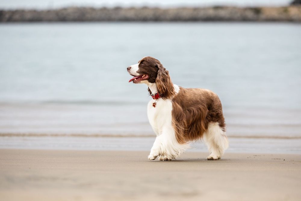 A brown and white Springer Spaniel dog walking on a sandy beach with ocean waves in the background.