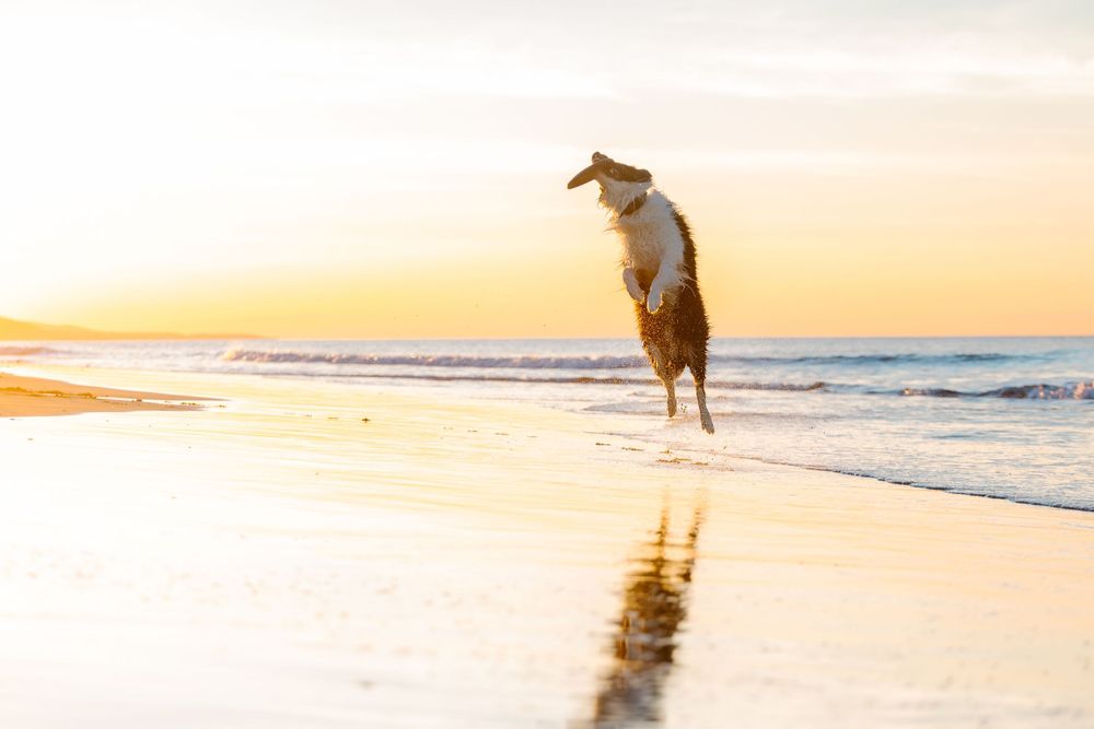Dog running and playing on sandy beach at sunset with golden light reflecting on wet sand and ocean waves.