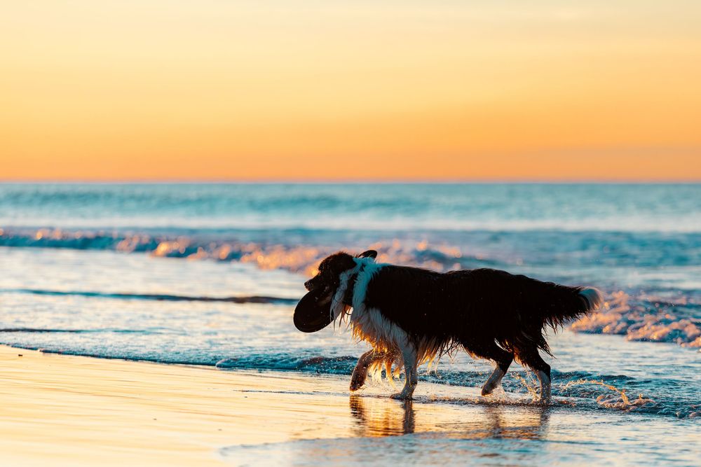 Black dog walking along beach shoreline during golden sunset with waves crashing in background.