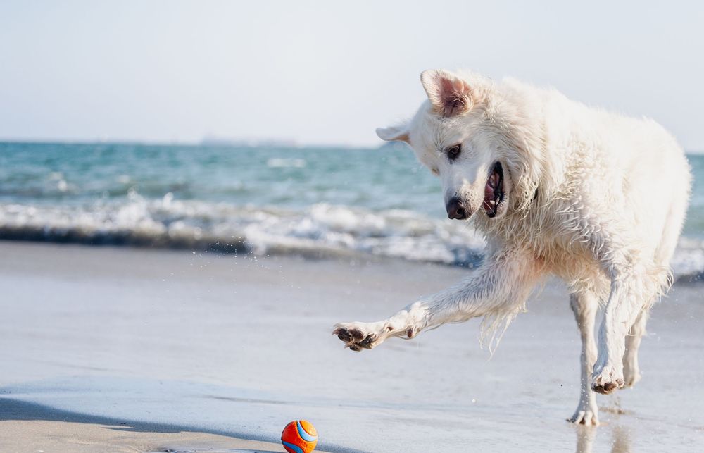 White dog leaping playfully after a red ball on a sunny beach with ocean waves in the background.