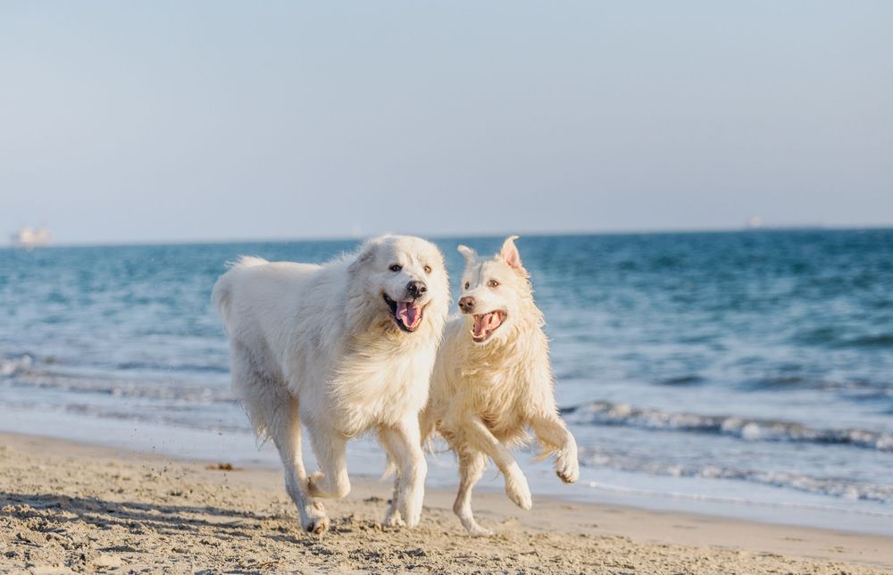 White fluffy dogs playing and running together on a sandy beach with ocean waves in the background.