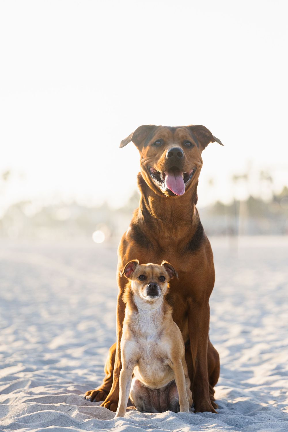 Two happy dogs sitting together on a sandy beach during golden hour with their mouths open in joyful expressions.