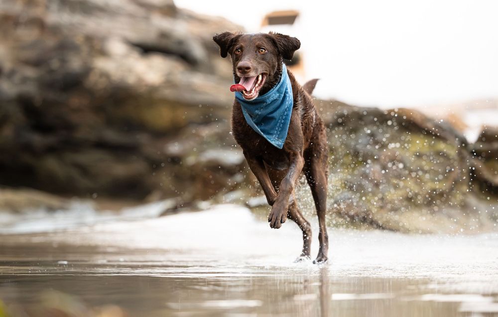 A happy brown dog wearing a blue bandana runs joyfully through shallow water on a rocky beach.