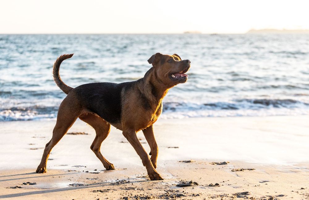 A brown dog runs playfully along a sandy beach at sunset, leaving paw prints in the golden sand.
