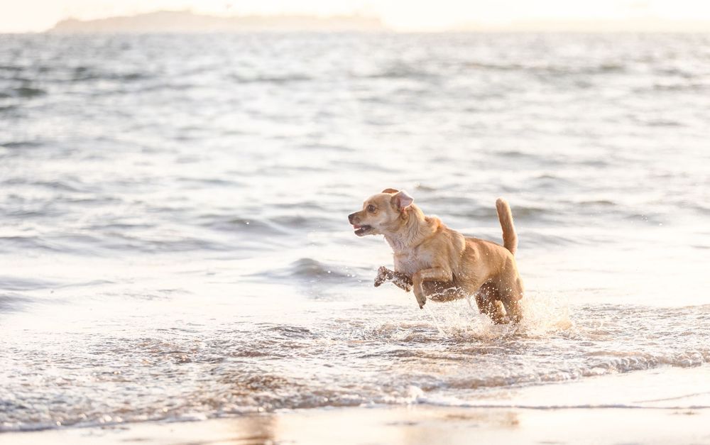 A golden retriever dog joyfully leaps and splashes through ocean waves at the beach during sunset.